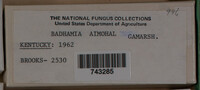 Badhamia ainoae image